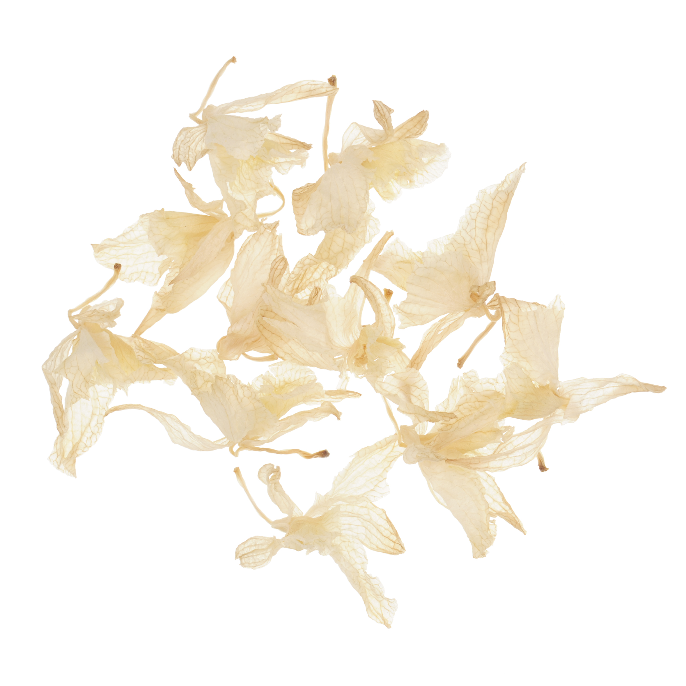 fleur, nature morte, or